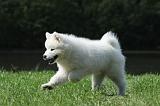 SAMOYEDE 088